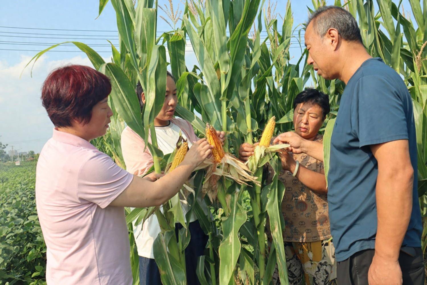 一田双收！郏县推广大豆玉米复合种植促进农民增收